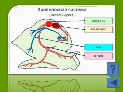 Незамкнутая и замкнутая кровеносная система разница