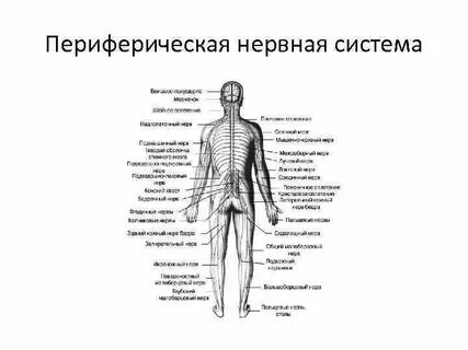 Периферические ткани это