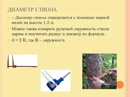 Диаметр ствола дерева это