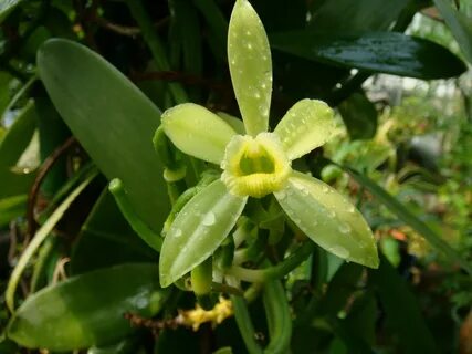 Vanilla plants