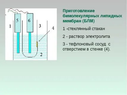 Блм это