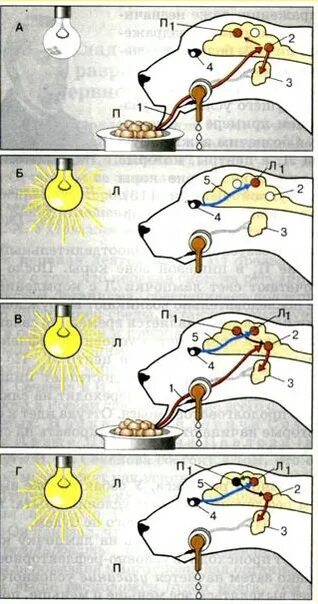 Образование и торможение условных рефлексов схема. Слюноотделительные рефлексы собаки рис 68. Схема условного рефлекса у собаки. Безусловный рефлекс Павлова.