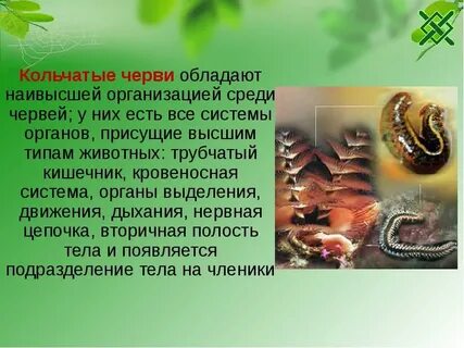 Усложнение червей
