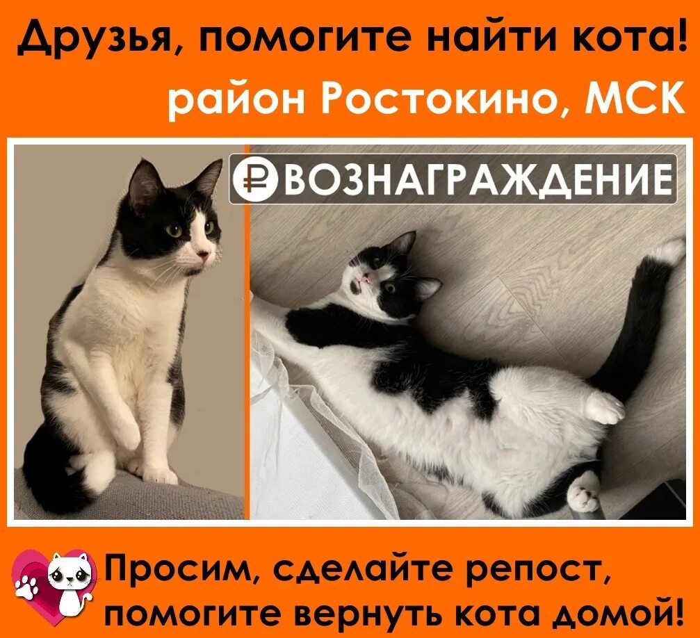 Кот нашел друга. Помогите найти кота. Помогите найти кота картинки. Помогите найти кота объявления. Картинки пропал кот помогите найти.