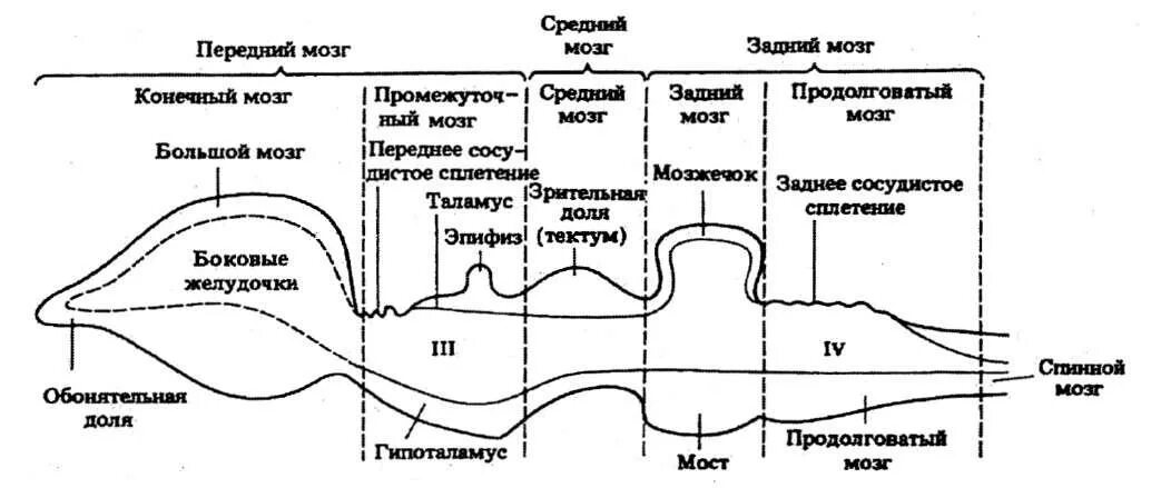 Филогенез мозга. Средний мозг графологические структуры. Графологическая структура среднего мозга. Филогенез головного мозга позвоночных таблица. Типы мозга у позвоночных.