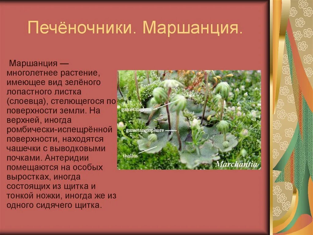 Маршанция значение в природе. Маршанция. маршанция значение в природе и в жизни человека. значение мха маршанция в природе и жизни человека.