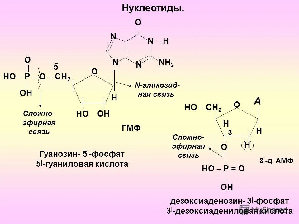 Гуаниновый нуклеотид. Гуанозин 3 5 монофосфат. Гуанозин 3 фосфат аденозин. Гуанозин 5 фосфат. Гуанозин в гуанозин 3 фосфат.