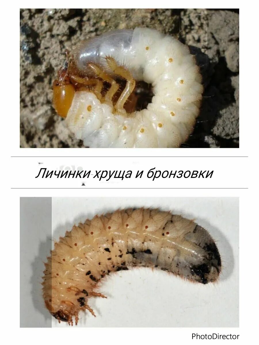 Майский хрущ, жук-олень, жук-носорог, оленка или бронзовка?