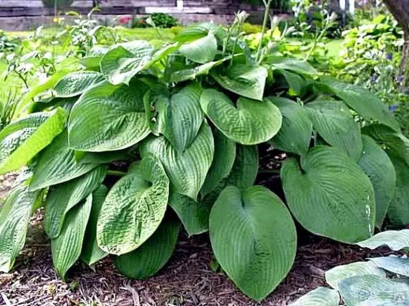 4 хоста. Хоста юрасик парк. хоста гибридная джурассик парк. хоста &quot;jurassic park&quot; (hosta). хоста лейксайд маверик.