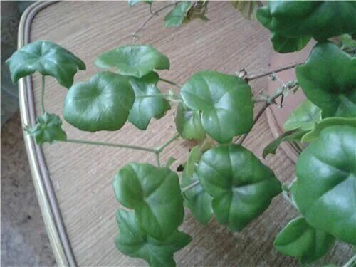 Закручиваются листья у герани. Почему у герани закручиваются листья во внутрь. Листья у плющелистной пеларгонии. Почему у герани закручиваются листья во внутрь. У герани скручиваются листья.