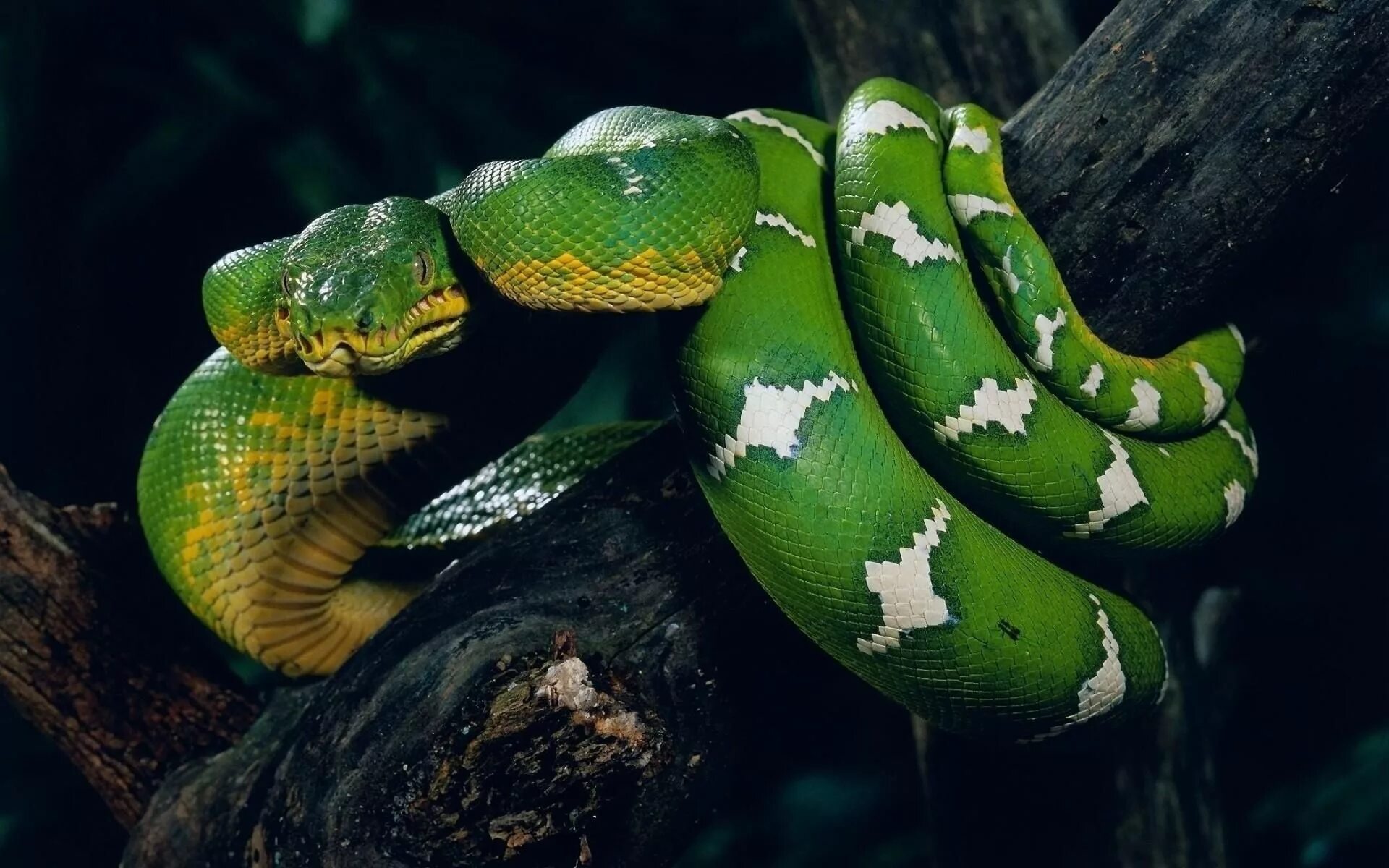 Animal Viper Reptiles Snakes Snake HD Wallpaper Background Image Mini pigs, Pit 