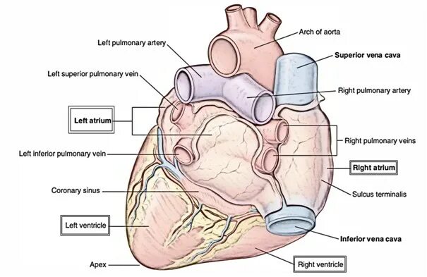 Сердце строение sulcus terminalis. Pulmonary Veins Anatomy left Atrium. Ventricle and Atrium. Правое предсердие анатомия. 3 в правое предсердие впадает