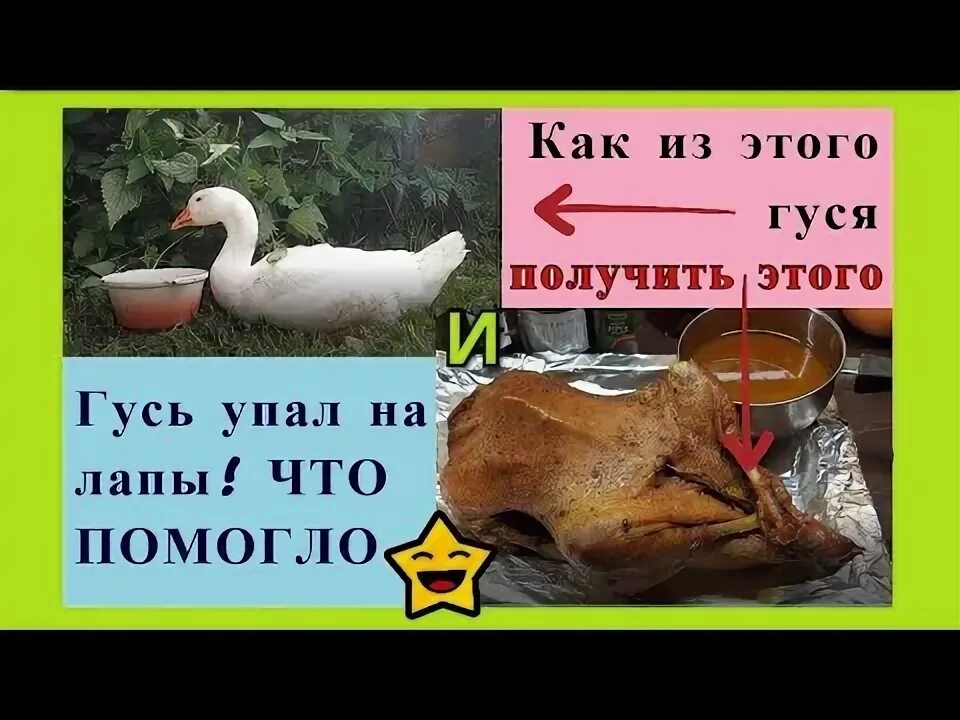 Лебедь с птенцами на спине. Гусь падает. Гусь сел на ноги. Утка в сандалях. Ноги лебедя.
