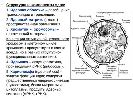 Структурные компоненты ядра