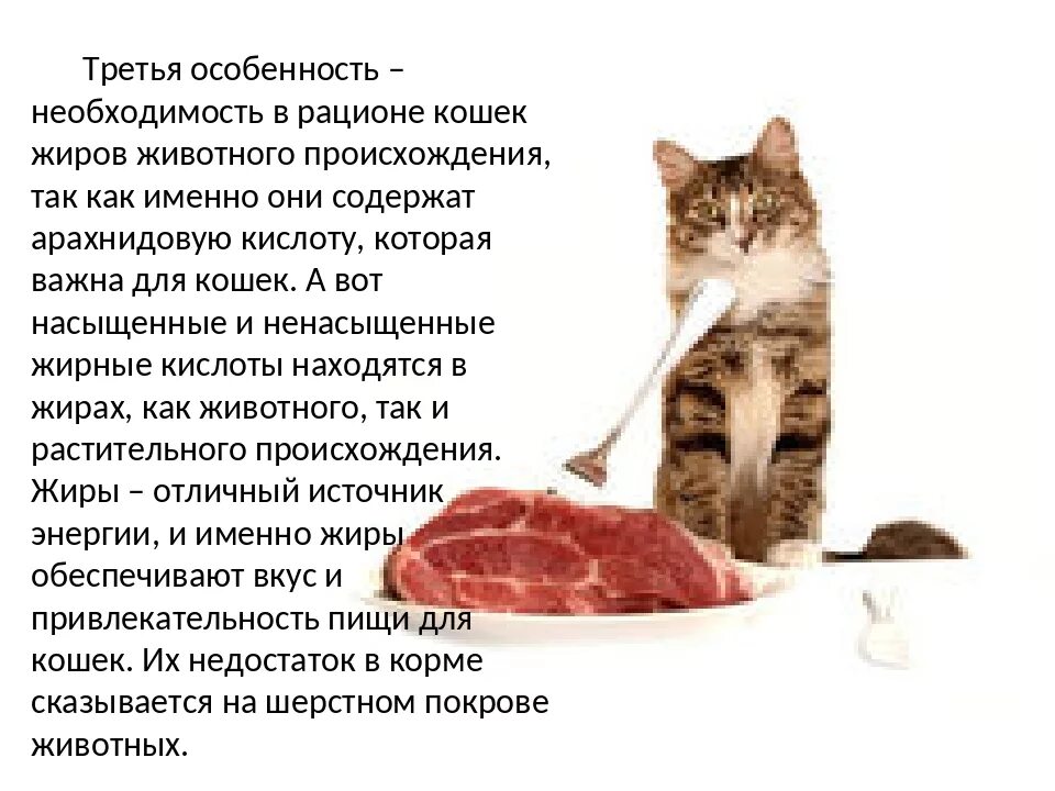 Болезни кормящей кошка. Рацион питания для котов. Рацион питания домашней кошки. Правильное питание кошки. Рацион еды для кошек.