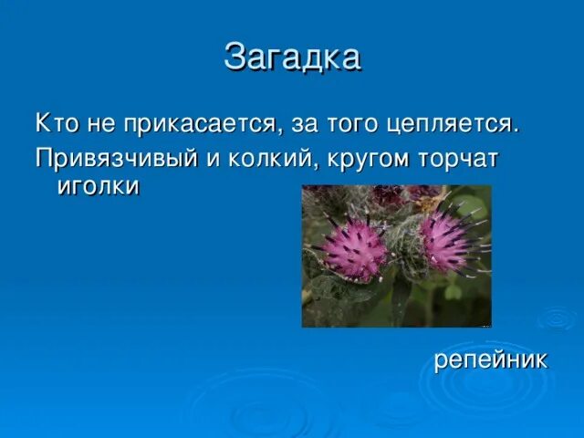 Загадки про растения. Загадки про растения для детей. Две загадки про растения. Загадка про лопух. Загадка про траву