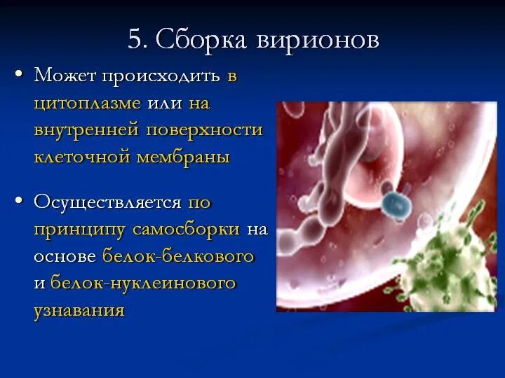 У вирусов процесс размножения происходит. Сборка вирионов. размножение вирусов. размножение вирусов фото. сборка вирионов происходит на этапе.