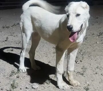 Акварельде дененің түсін қалай алуға болады