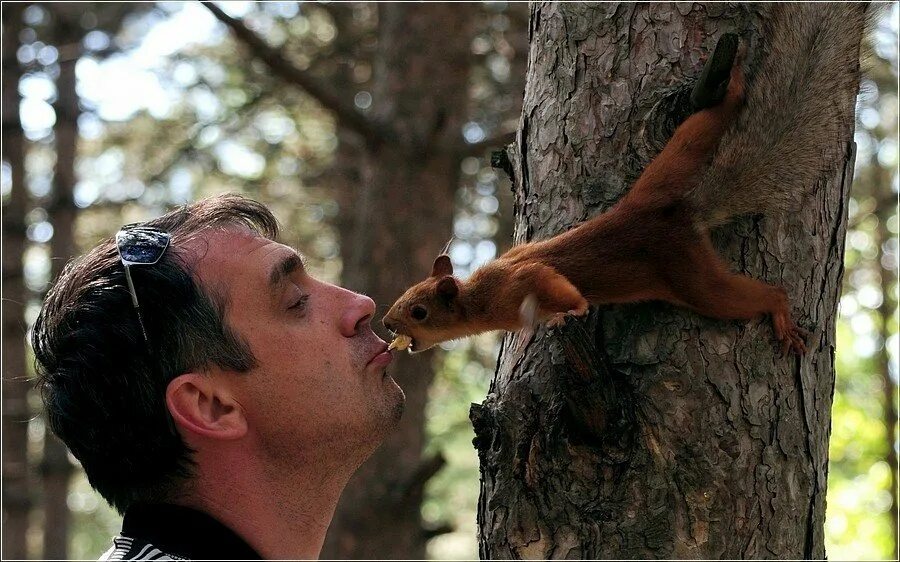 Белки в парке. Белка картина. Белки боятся людей. Белки боятся людей. Огромная белка.