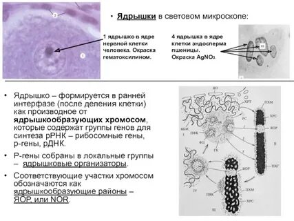 Ядро в микроскопе