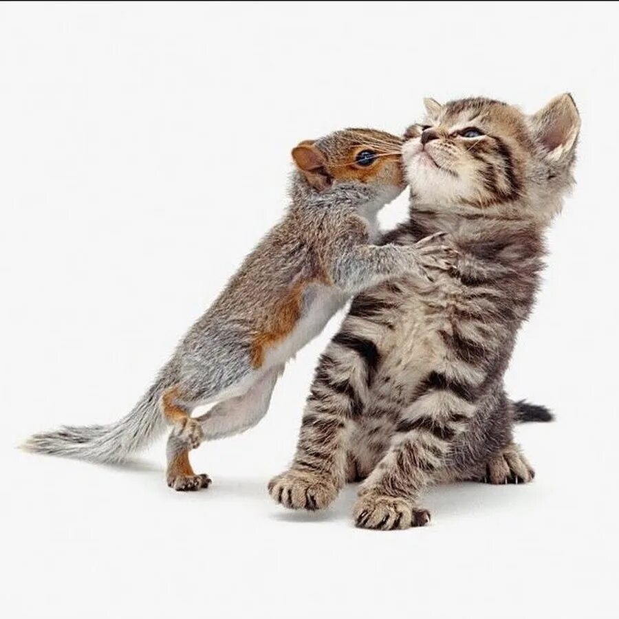 Ром дай я тебя поцелую. Люблю тебя котик. Котики обнимаются. Кошачьи обнимашки. Животные обнимаются.