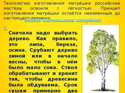 Осина продолжительность