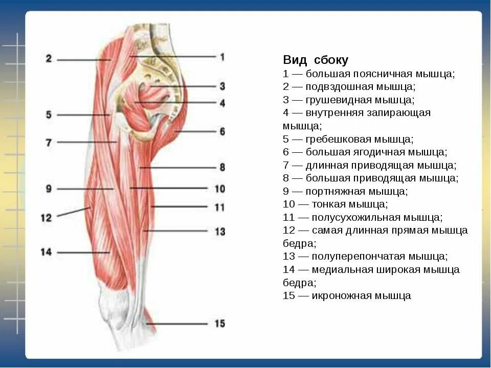 Задняя и медиальная группа мышц бедра. Мышцы бедра бедра медиальная группа. Медиальная группа мышц бедра анатомия. Мышцы бедра передняя группа анатомия.