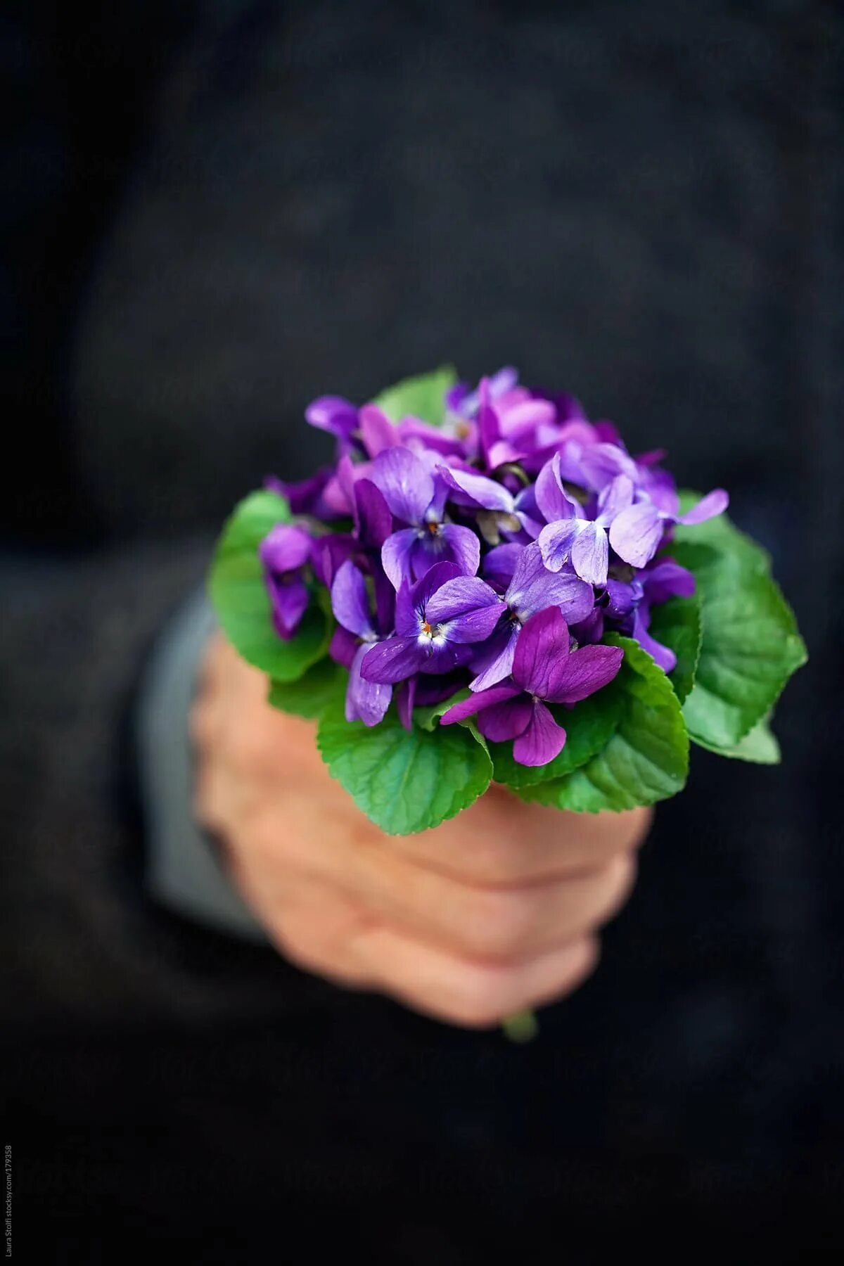 Друзья фиалки. Букет фиалок. Пармские фиалки. Пармские фиалки букет. Пармская фиалка цветок.