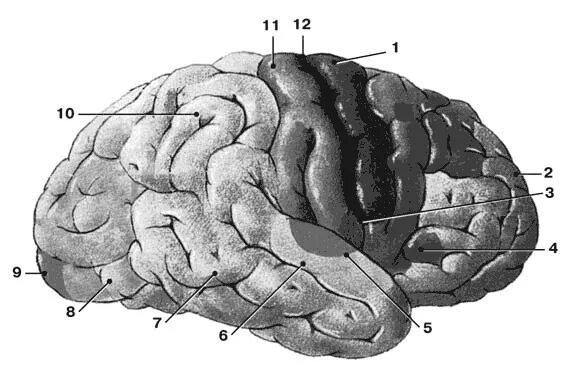Корковые центры мозга. Локализация ядер анализаторов в коре головного мозга. Корковые центры коры головного мозга. Центры коры больших полушарий анализаторов. Корковые концы анализаторов головного мозга.
