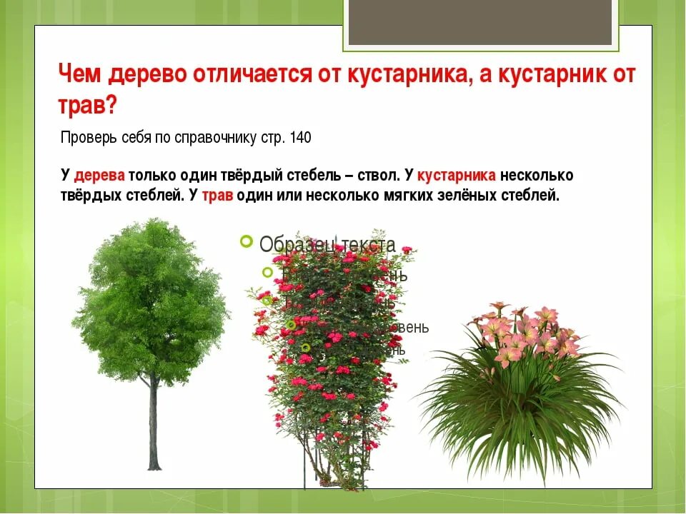 Отличие деревьевот кустарникоа. Кустарники отличаются от деревьев. Отличие дерева от кустарника. Чем отличается дерево от кустарника.