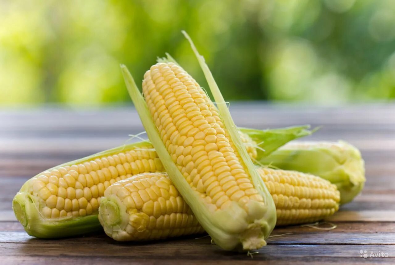 Фото кукурузы. Кукуруза початок. Зубовидная кукуруза. Кукуруза Sweet Corn. Раннеспелые высокоурожайные гибриды кукурузы.