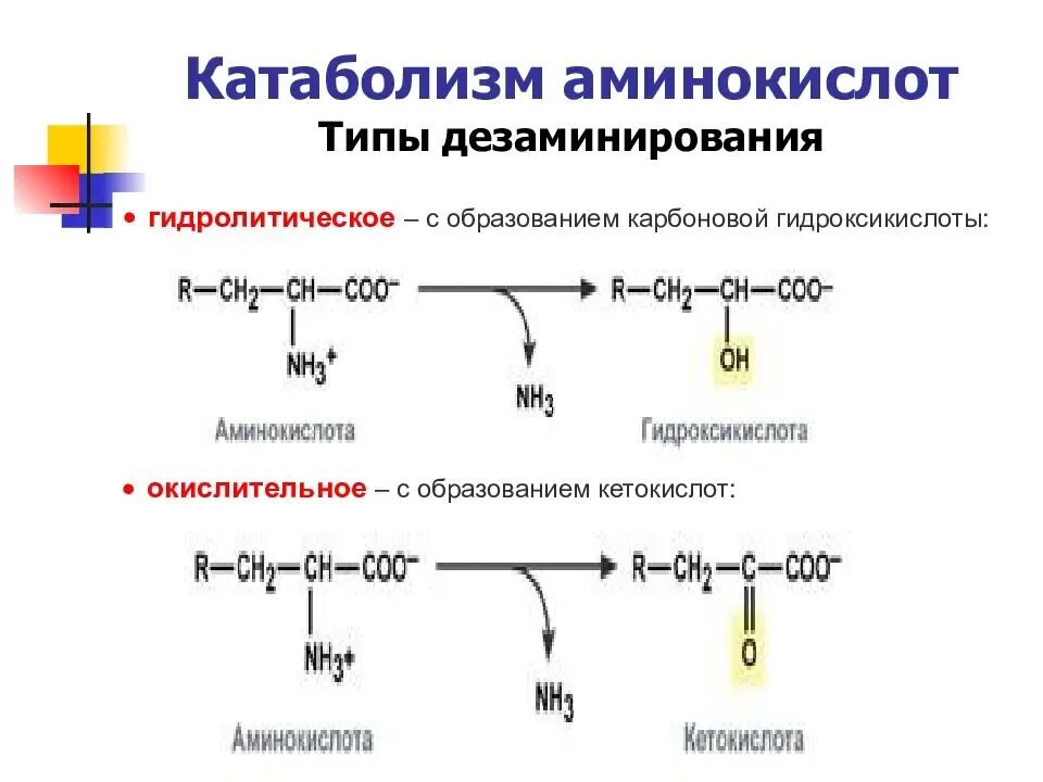 Общая схема катаболизма аминокислот. Общие пути катаболизма аминокислот биохимия. Типы дезаминирования аминокислот. Дезаминирование аминокислот биохимия. Как изменилось количество аминокислот