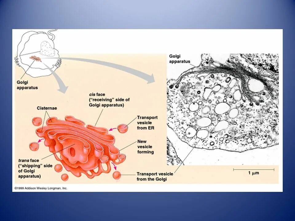 Api v4 facade cis cis list. Cis golgi apparatus.