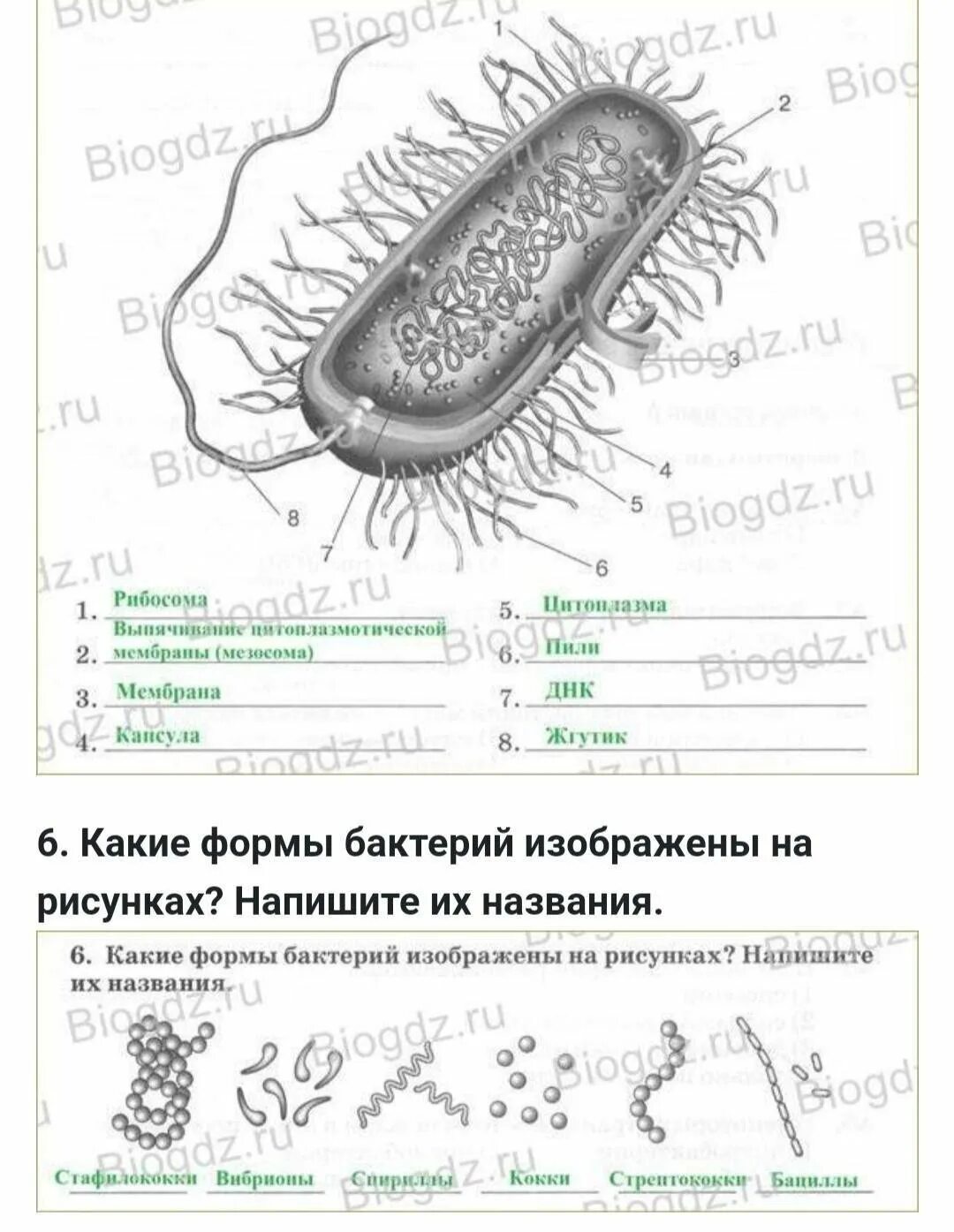 Лабораторная работа строение прокариотической клетки. Эубактерии строение бактериальной клетки. Строение покариотической 7клетки. Строение бактериальной клетки 7 класс биология. Схема строения бактериальной клетки биология 7 класс.