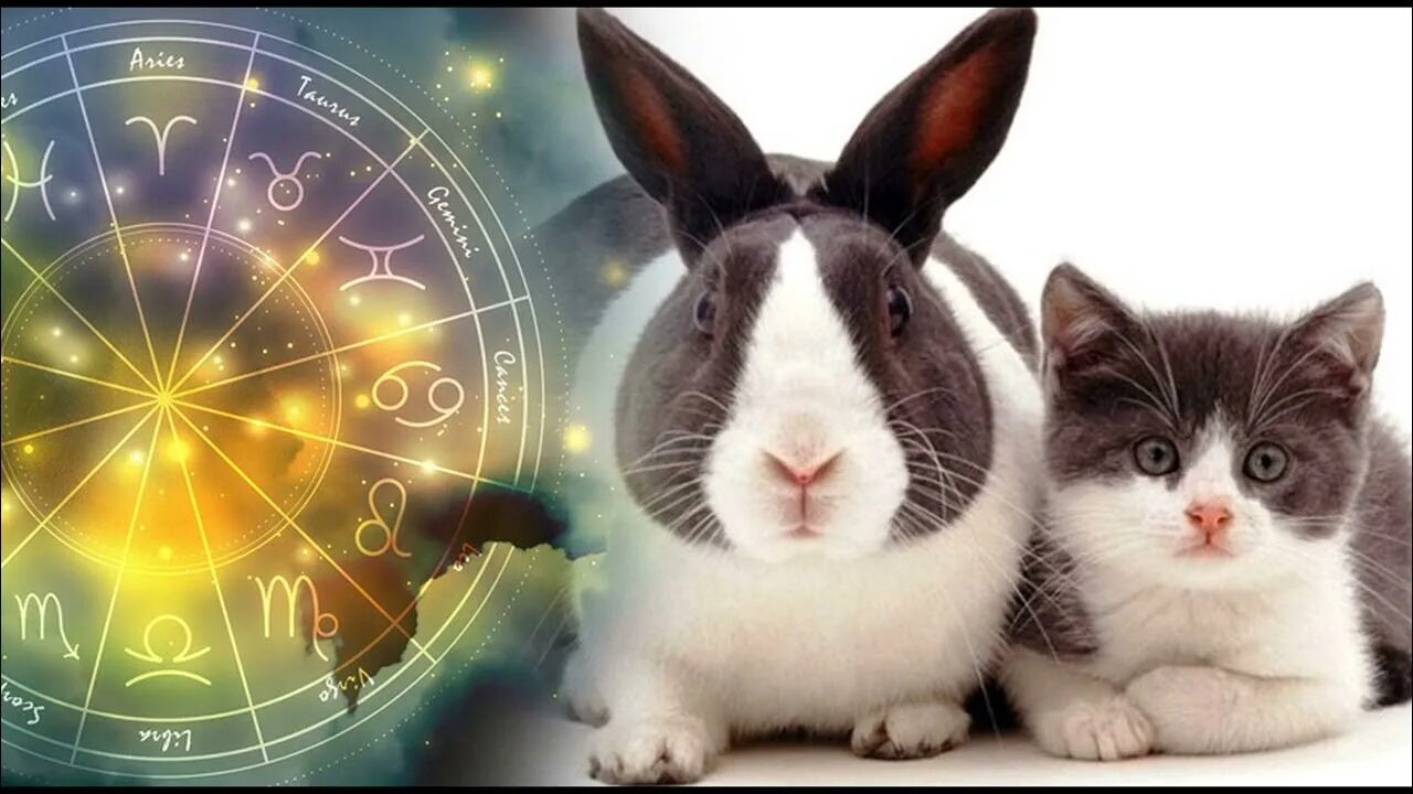 Год кролика 2023. 2023 Год год кролика. Кролик и кот 2023. Кролик знак зодиака. 2023 год общения