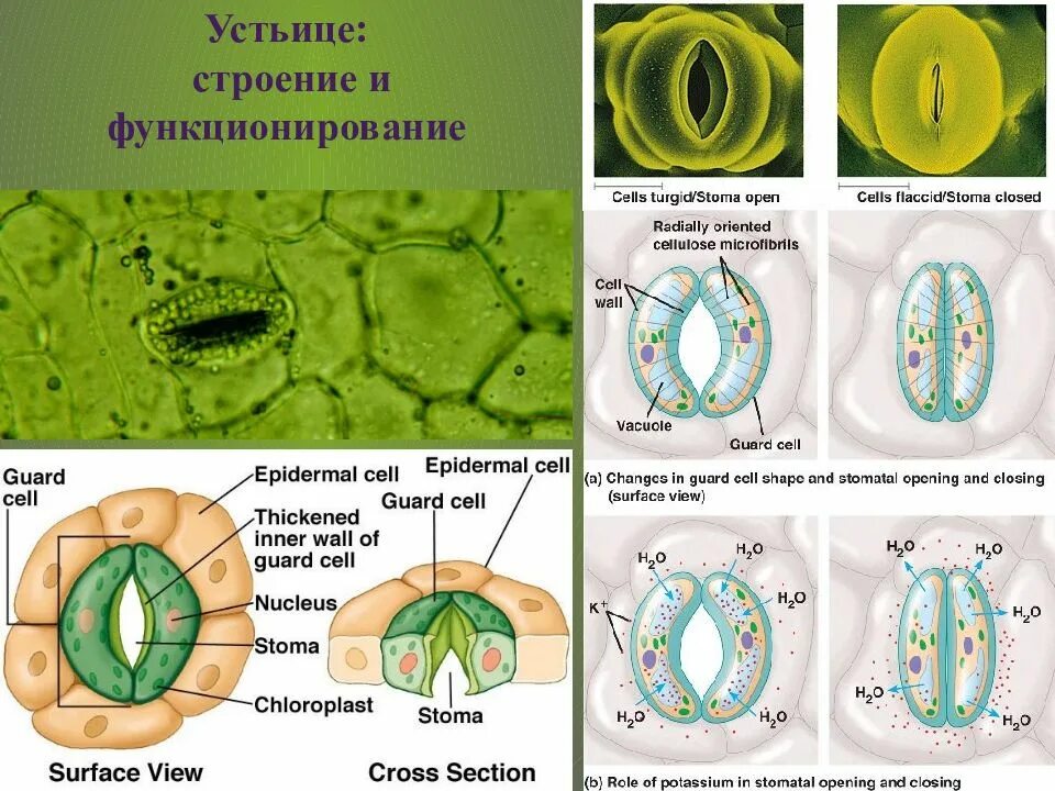 Хлоропласты в устьицах. Устьица растений это в биологии 6 класс. Строение устьичного аппарата. Клетки устьичного аппарата. Строение устьичного аппарата листа.