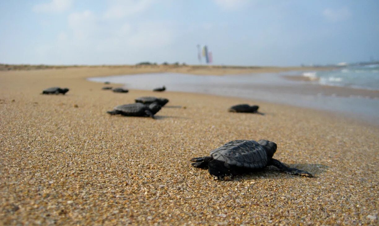 Why are beaches important for the loggerhead