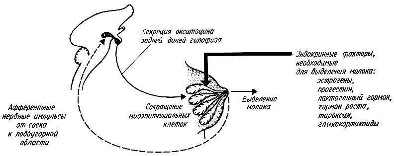 В каких железах вырабатывается молоко