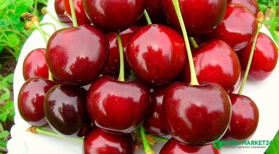 Черешня сорта самба. Черешня бигарро бурлат. вишня бычье сердце. черешня овстуженка.