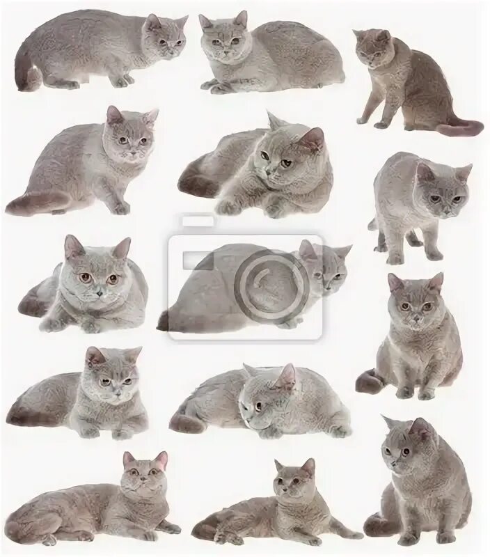 Cat set. Cat set
