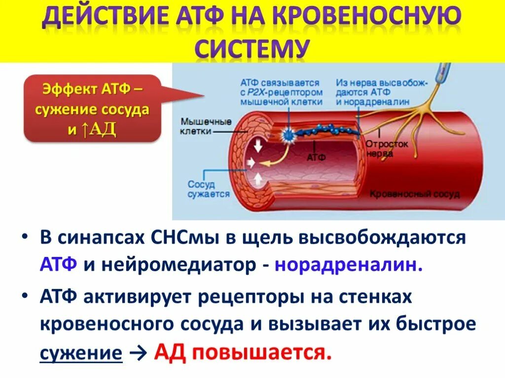 При сужении сосудов давление. Сужение кровеносных сосудов. Сужает кровеносные сосуды. Сужение сосудов вызывают:. Расширенные кровеносные сосуды.