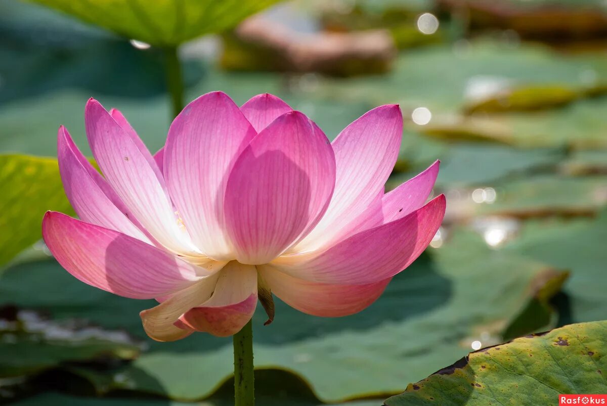 лотос комарова океанская владивосток. лотос арсеньев. лотос арсеньев. лотос комарова. лотос орехоносный.