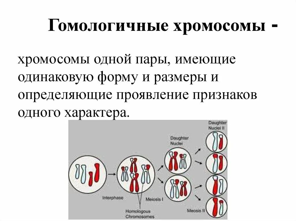 Какую форму имеет хромосома. Гомологичные и негомологичные хромосомы. Гомологичные хромосомы набор хромосом. Гомологичеые хромоммы. Биологичные хромосомы.