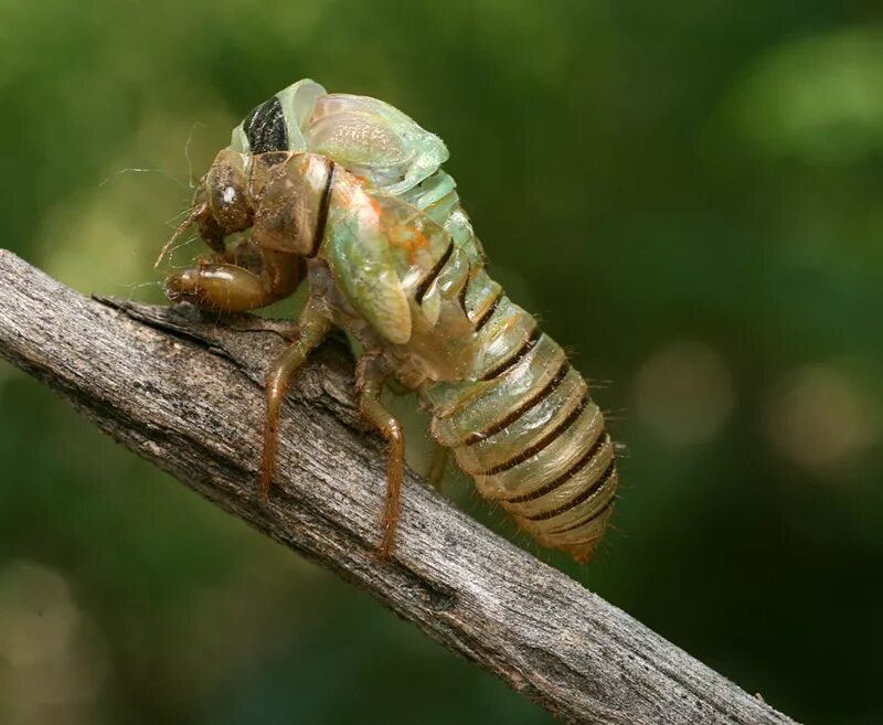 Двукрылые представители размножение. Значение стадии личинки у насекомых. Цикл развития двукрылых. Стадия превращения личинки в имаго. Стадии развития яйцо личинка имаго.