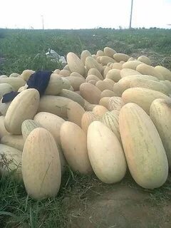 Чарджуйская дыня