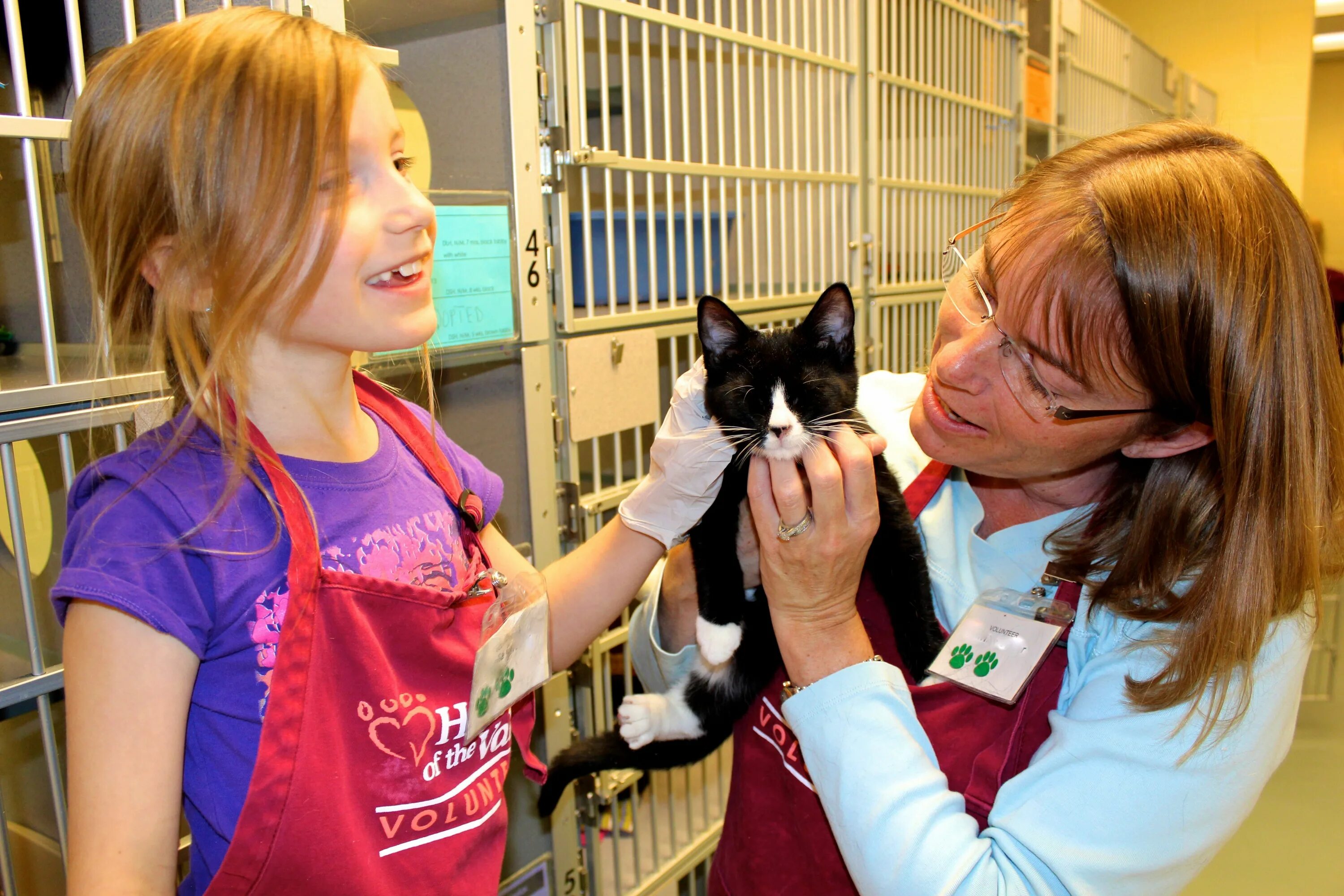 Volunteering at an animal shelter