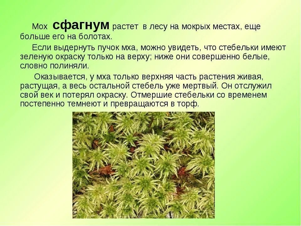 Сообщение о мхах