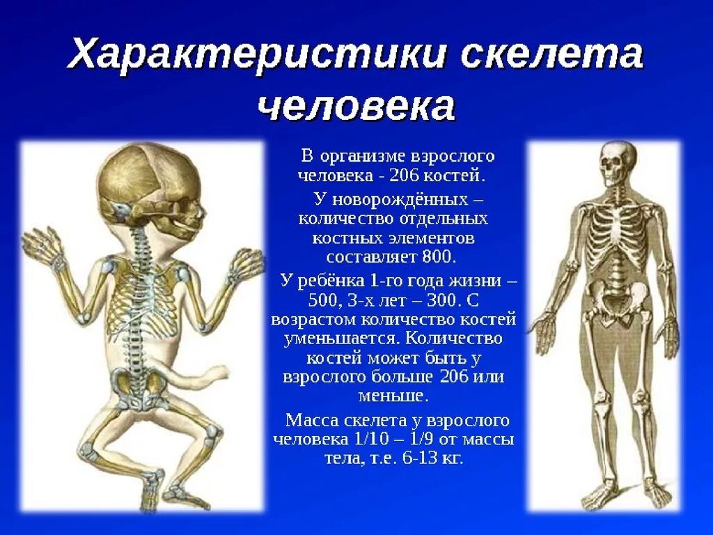 Кол во костей в человеке. Сколько косетц у человека?. Сколько костнй учнловека. Сколько костей учеовека.