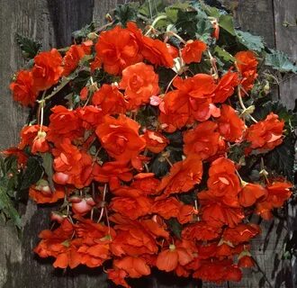 Бегония orange