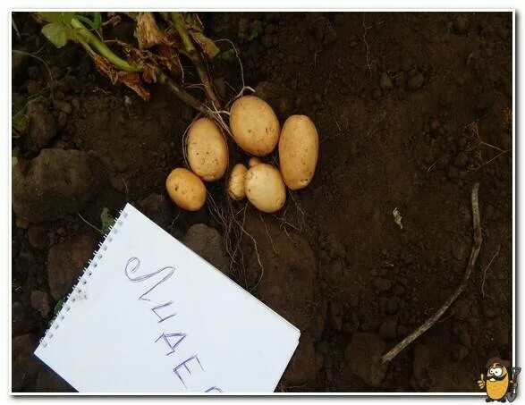 Картофель кибиц. Лидер элита картофель. Срок созревания картоф. Семена картофель лидер седек. Картофель лидер седек.